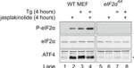 EIF2S1 Antibody in Western Blot (WB)