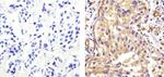 EIF2S1 Antibody in Immunohistochemistry (Paraffin) (IHC (P))