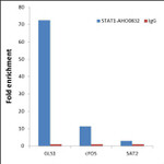 STAT1 Antibody in ChIP Assay (ChIP)