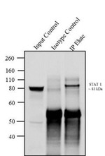 STAT1 Antibody in Immunoprecipitation (IP)