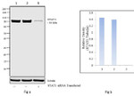 STAT1 Antibody in Western Blot (WB)