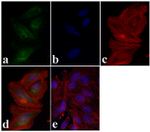 PRAS40 Antibody in Immunocytochemistry (ICC/IF)