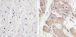 PRAS40 Antibody in Immunohistochemistry (Paraffin) (IHC (P))