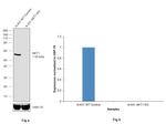 AKT1 Antibody in Western Blot (WB)