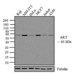 AKT1 Antibody in Western Blot (WB)