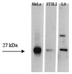 HSP27 Antibody in Western Blot (WB)