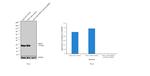 HSP27 Antibody in Western Blot (WB)