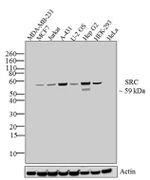 SRC Antibody in Western Blot (WB)