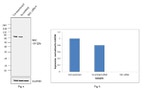 SRC Antibody in Western Blot (WB)