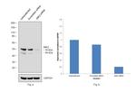 JNK2 Antibody in Western Blot (WB)