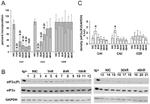 EIF2S1 Antibody in Western Blot (WB)