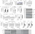 EIF2S1 Antibody in Western Blot (WB)