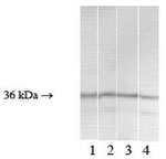 EIF2S1 Antibody in Western Blot (WB)