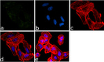 EIF2S1 Antibody in Immunocytochemistry (ICC/IF)