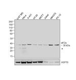 EIF2S1 Antibody in Western Blot (WB)