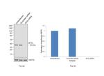 EIF2S1 Antibody in Western Blot (WB)