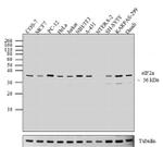 EIF2S1 Antibody in Western Blot (WB)