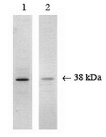 p38 MAPK Antibody in Western Blot (WB)