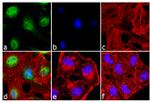 p38 MAPK Antibody in Immunocytochemistry (ICC/IF)