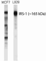 IRS1 Antibody in Western Blot (WB)