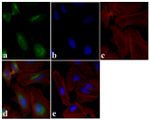 mTOR Antibody in Immunocytochemistry (ICC/IF)