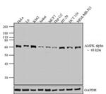 AMPK alpha-1 Antibody in Western Blot (WB)