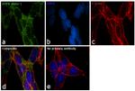 AMPK alpha-1 Antibody in Immunocytochemistry (ICC/IF)