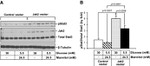 JAK2 Antibody in Western Blot (WB)