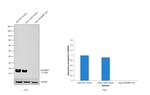 4EBP1 Antibody