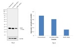 4EBP1 Antibody