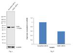 LKB1 Antibody