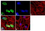 Histone H3 Antibody in Immunocytochemistry (ICC/IF)