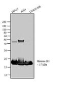 Histone H3 Antibody in Western Blot (WB)