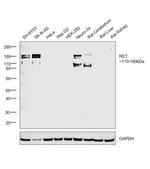 RET Antibody in Western Blot (WB)