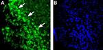 Histamine H1 Receptor (HRH1) Antibody in Immunohistochemistry (IHC)