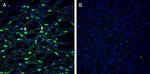 Histamine H1 Receptor/HRH1 (extracellular) Antibody in Immunohistochemistry (Frozen) (IHC (F))