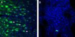 GPR109A/HCAR2 (extracellular) Antibody in Immunohistochemistry (Frozen) (IHC (F))