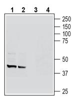 GPR109A/HCAR2 (extracellular) Antibody in Western Blot (WB)