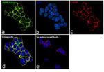 INSR alpha Antibody in Immunocytochemistry (ICC/IF)