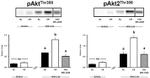 INSR beta Antibody in Western Blot (WB)