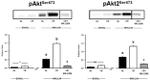 INSR beta Antibody in Western Blot (WB)