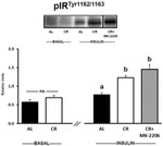 INSR beta Antibody in Western Blot (WB)