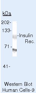 INSR beta Antibody in Western Blot (WB)