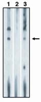 S1P1 Antibody in Western Blot (WB)