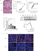 AHR Antibody in Western Blot, Immunohistochemistry (WB, IHC)