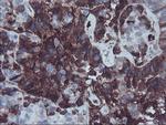 AHSG Antibody in Immunohistochemistry (Paraffin) (IHC (P))