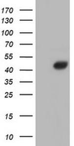 AHSG Antibody in Western Blot (WB)