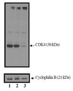 CDK4 Antibody