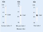 CDK4 Antibody in Western Blot (WB)