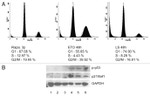 p21 Antibody in Western Blot (WB)